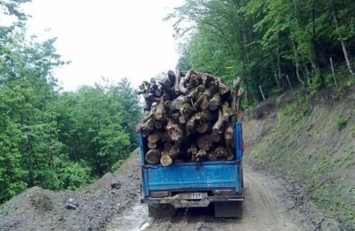 قاچاق در جنگلهای رامسر کمتر به چشم میخورد 1 5417106