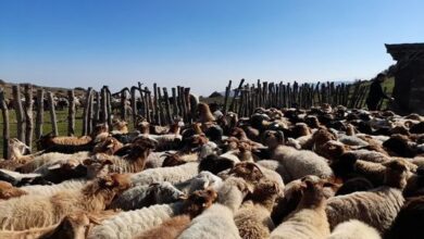 IMG 20251115 162849 373