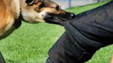 IMG 20251129 081301 918