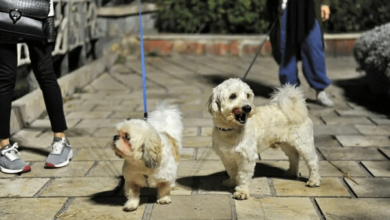 0cbdc61635b1456a99ab5c75bb05ac3a