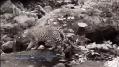 فیلم پلنگ رامسر