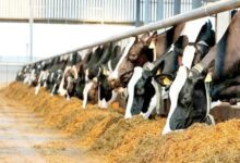 IMG 20251219 082606 861