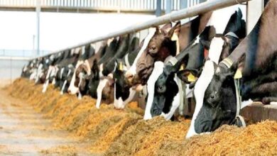 IMG 20251219 082606 861