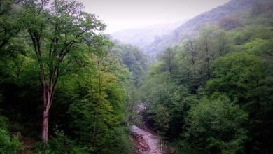 مدیریت مشارکتی محور صیانت از جنگلهای هیرکانی است 25 5521081