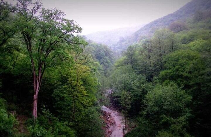 مدیریت مشارکتی محور صیانت از جنگلهای هیرکانی است 1 5521081